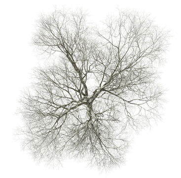 Death lone tree branches from above view cutout transparent backgrounds 3d rendering png