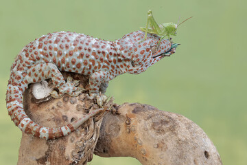 A tokay gecko is ready to prey on a grasshopper. This reptile has the scientific name Gekko gecko.