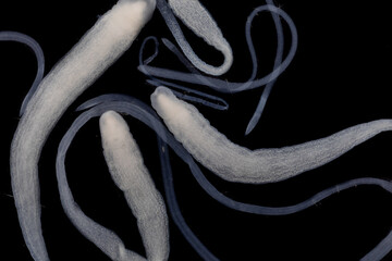 Tapeworms (Cestoda: Caryophyllidea), Parasites of Fish in Thailand.