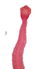 Tapeworms (Cestoda: Caryophyllidea), Parasites of Fish in Thailand.