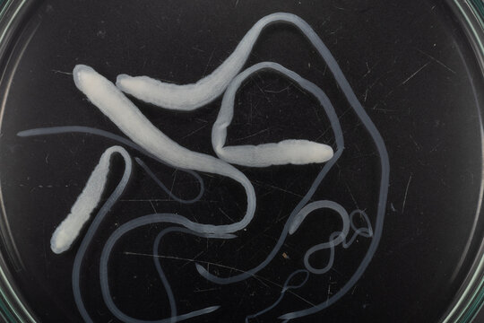 Tapeworms (Cestoda: Caryophyllidea), Parasites of Fish in Thailand.