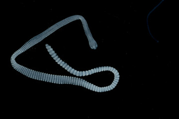 Tapeworms (Cestoda: Caryophyllidea), Parasites of Fish in Thailand.