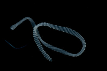 Tapeworms (Cestoda: Caryophyllidea), Parasites of Fish in Thailand.