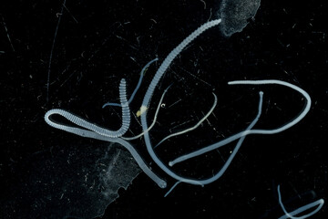 Tapeworms (Cestoda: Caryophyllidea), Parasites of Fish in Thailand.