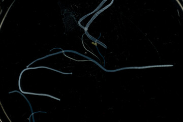 Tapeworms (Cestoda: Caryophyllidea), Parasites of Fish in Thailand.