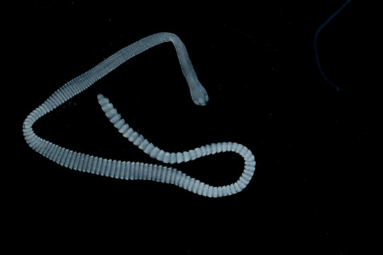 Tapeworms (Cestoda: Caryophyllidea), Parasites of Fish in Thailand.