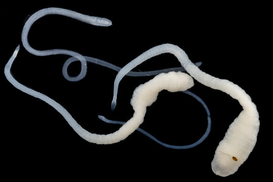 Tapeworms (Cestoda: Caryophyllidea), Parasites of Fish in Thailand.