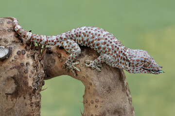 A tokay gecko is ready to prey on a scarab flowerbeetle. This reptile has the scientific name Gekko...