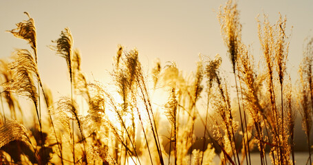 Lake, leaves or Reeds in the wind with sunrise, natural landscape and sunshine for plants in meadow...