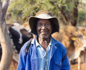 african old herder with the cows in the field , village in Botswana