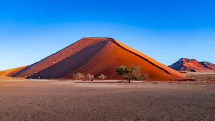 huge sand dunes in the Namib Desert with trees in the foreground of Namibia