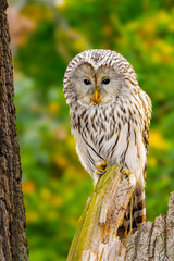 The Ural owl (Strix uralensis) is a large nocturnal owl.