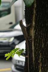 Calotes versicolor is a common agamid lizard found in Asia, known for its ability to change color....