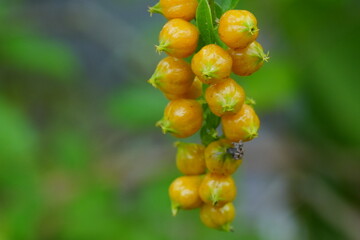 Carex aurea, commonly known as golden sedge, is a species of sedge (a type of grass-like plant) belonging to the genus Carex. Here are some key features and information about Carex aurea