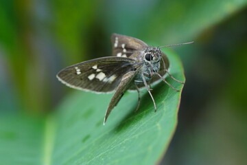 Brazilian Skipper Butterfly There are many skipper butterfly species found in Brazil, and each may...