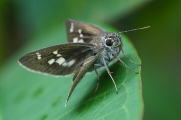 Brazilian Skipper Butterfly There are many skipper butterfly species found in Brazil, and each may...