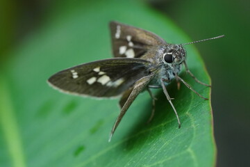 Brazilian Skipper Butterfly There are many skipper butterfly species found in Brazil, and each may have specific names based on their scientific classification.