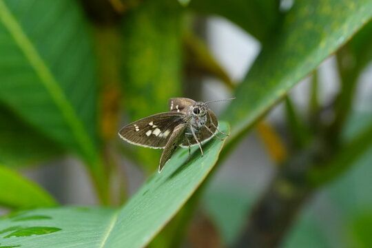 Brazilian Skipper Butterfly There are many skipper butterfly species found in Brazil, and each may have specific names based on their scientific classification.