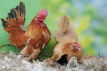 A rooster and a hen are guarding their newly hatched chicks in the nest from predators. Animals...