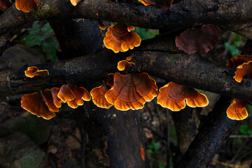 Colonies of reishi mushrooms grow on the branches of dry trees in the rainy season.