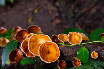 Reishi mushroom colony growing on a tree stump.