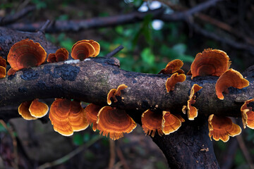 Reishi mushrooms grow in rainforests.