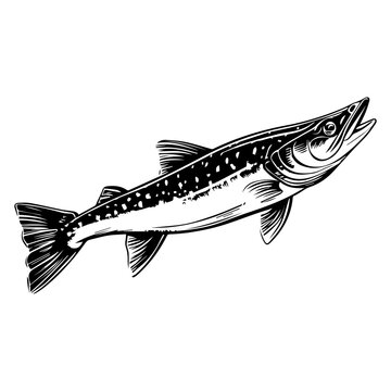 recommend clip art: northern pike fish black silhouette logo svg vector, pike fish  icon illustration.