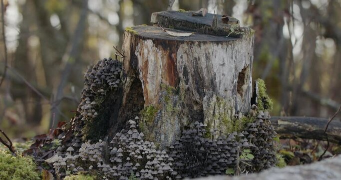 Fungi, mushrooms growing on old tree stump. Smooth hand held shot of a tree stump with mushrooms growing on it.