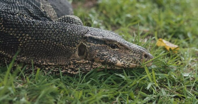 Close up head of monitor lizard lying on the grass outdoors. Closeup large lizard belonging to the genus of monitor lizards. Varanus salvator resting in the natural environment