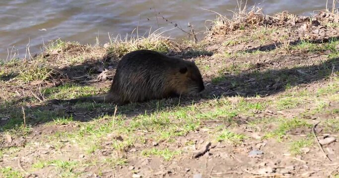 Nutria (Myocastor coypus) foraging during the day on Shooters Island, Prague