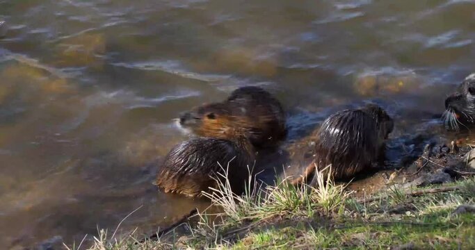 Nutria's (Myocastor coypus) foraging during the day on Shooters Island, by Vltava river bank, Prague