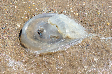 Fototapeta na wymiar Jellyfish on the seashore. Close-up