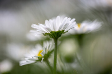 A macro photograph of a daisy in bloom © lemanieh