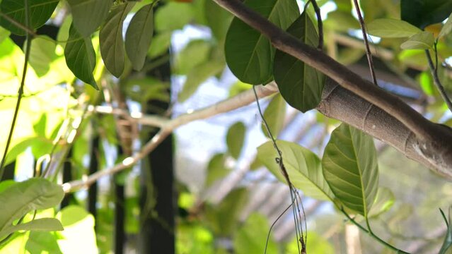 Hand of people use Pruning scissors to cut a tree branch 