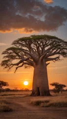 Fototapete Rund baobab tree and sunset © Amir Bajric
