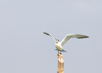 Greater crested tern on flight shot on the bay of arabian sea in karnataka, south india.