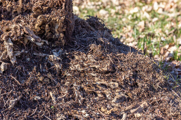 Ants at an old tree stump in the spring