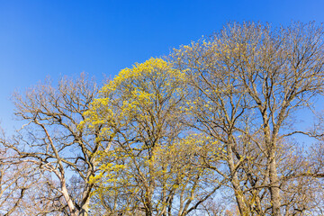 Treetops with verdant branches against a blue sky in spring