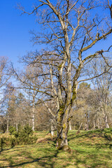 Tree snag in a deciduous forest a sunny spring day