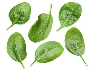 spinach leaves on white isolated background - obrazy, fototapety, plakaty