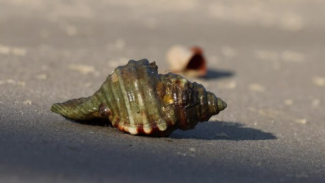 Seashell Journey Across Sand