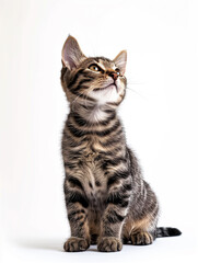 Cute, beautiful gray striped kitten sitting full-length and looking away on white background. Animal Protection Day.