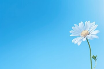 A serene and elegant image of a single white flower blossoming against a vibrant blue sky, Dandelion flower against a blue background with copy space, 3D rendering, AI Generated