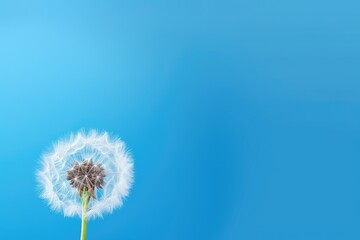A beautiful dandelion standing tall with a vibrant blue sky in the background, Dandelion flower against a blue background with copy space, 3D rendering, AI Generated
