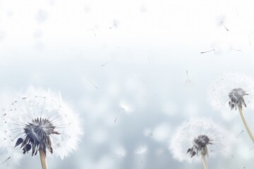 A mesmerizing display of dandelions spreading their seeds as they sway in the gentle breeze, dandelion on a white background, condolence, grieving card, AI Generated