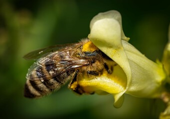 Biene am Trinken © Peter