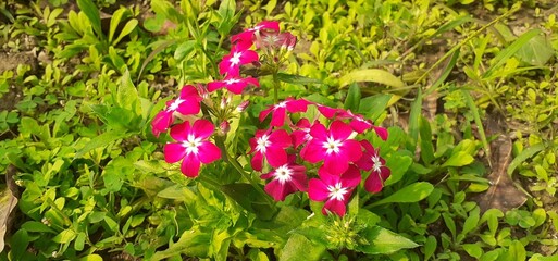 Red and White Phlox Drummondii Flowers on Green Leaves Background