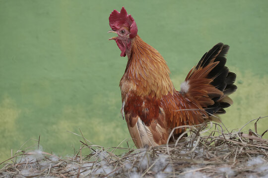 A rooster crows at the nest to call its mate to lay eggs. Animals that are cultivated for their meat have the scientific name Gallus gallus domesticus.
