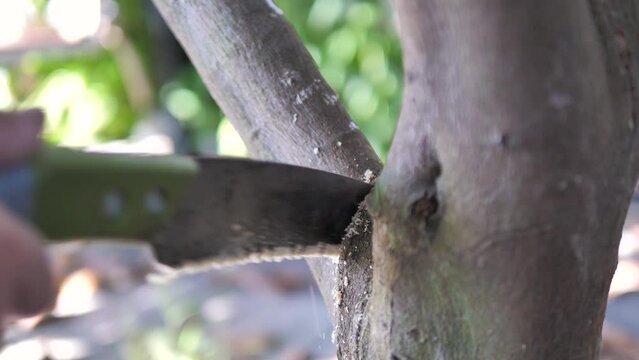 People use curve hand saw to cutting a tree branch 