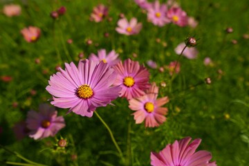 Obraz premium オレンジキャンパスのコスモスの魅力